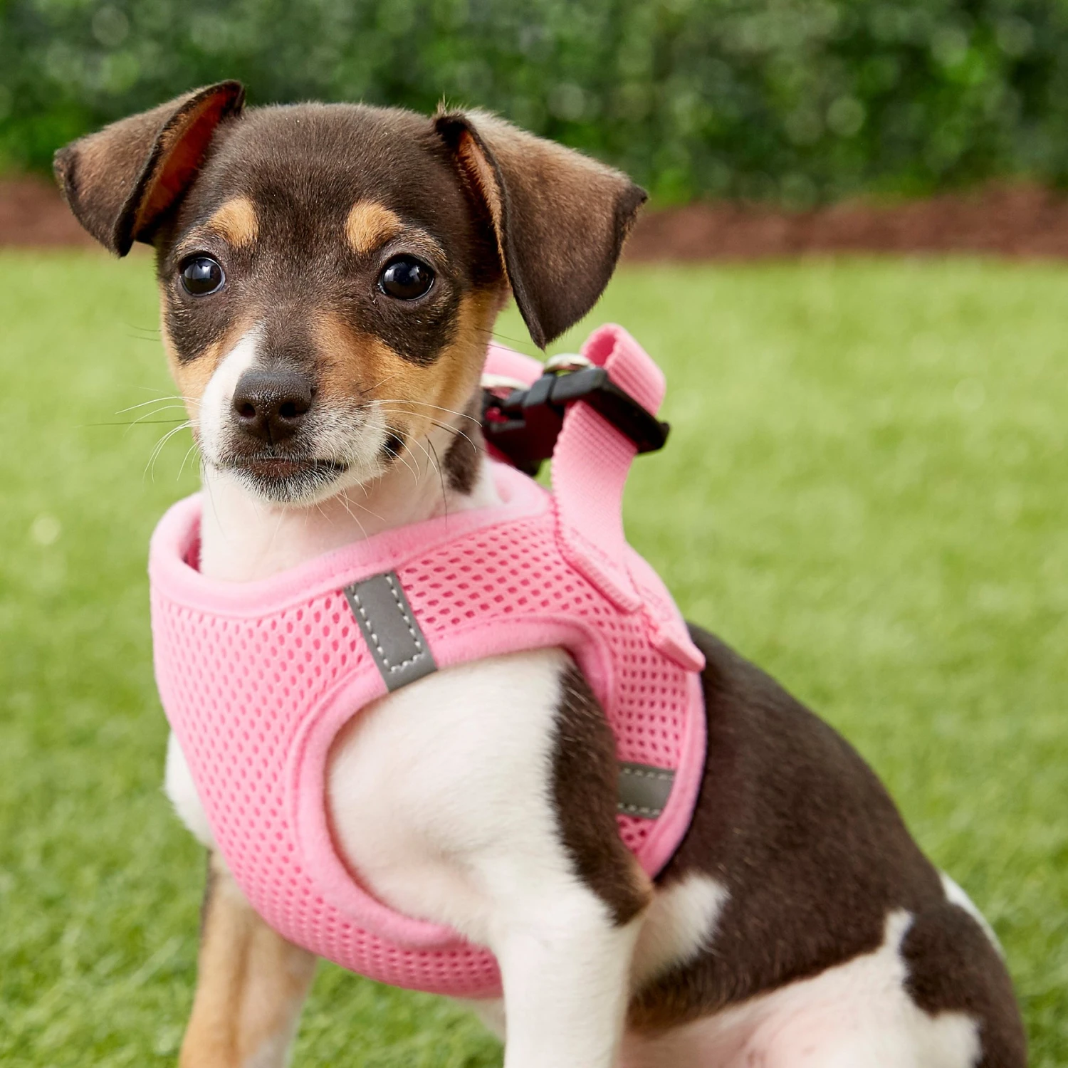 Frisco Small Breed Soft Vest Step In Back Clip Dog Harness - Image 2
