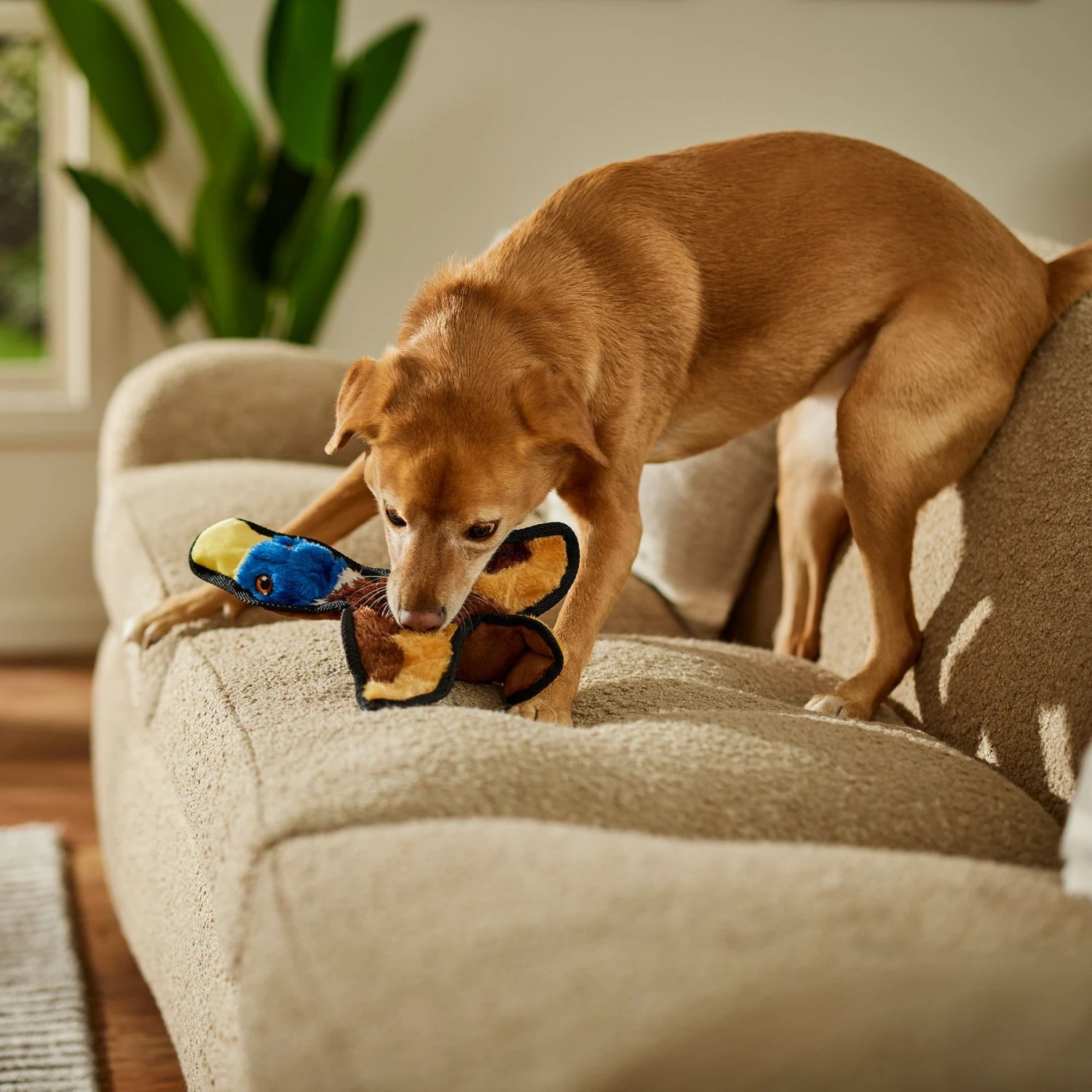 Frisco Duck Flat Plush Squeaky Dog Toy - Image 3