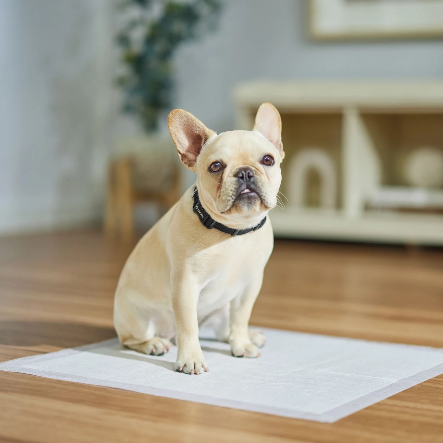 Frisco Dog Training Pads - Image 5