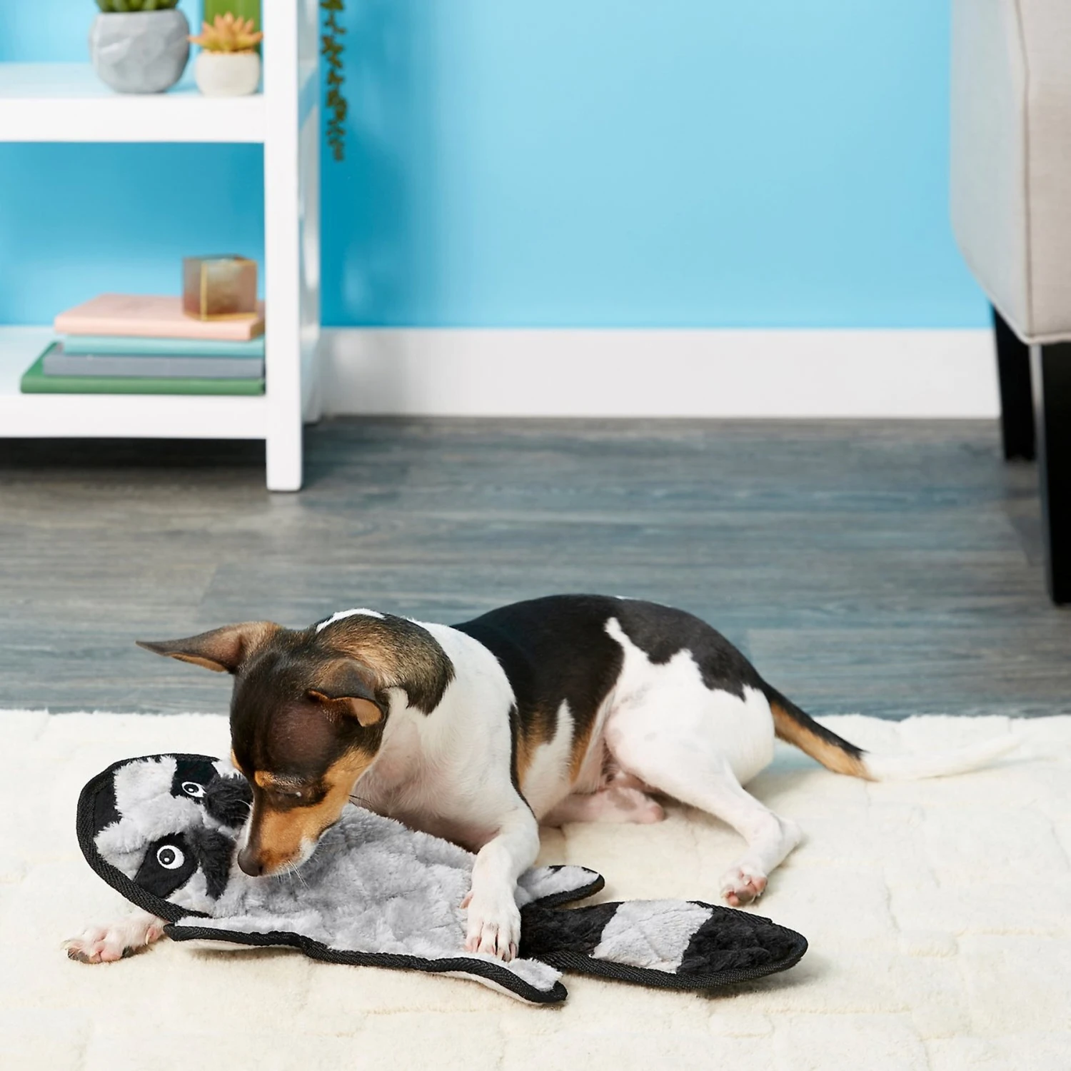 Frisco Alligator Stuffing-Free Flat Plush Squeaky Dog Toy & Frisco Raccoon Stuffing-Free Flat Plush Squeaky Dog Toy - Image 5