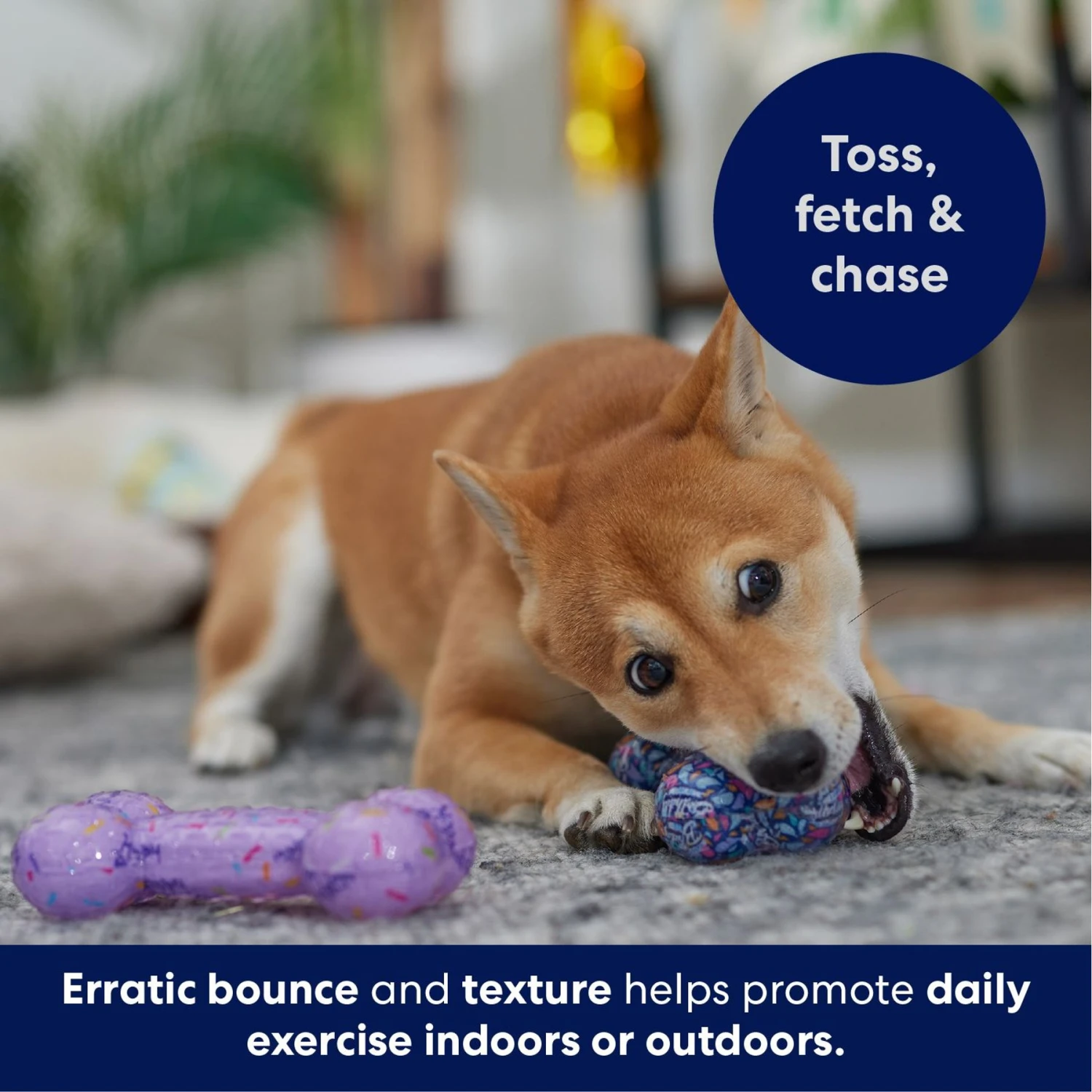 Frisco Birthday TPR Fetch Bone Squeaky Dog Toy - Image 5