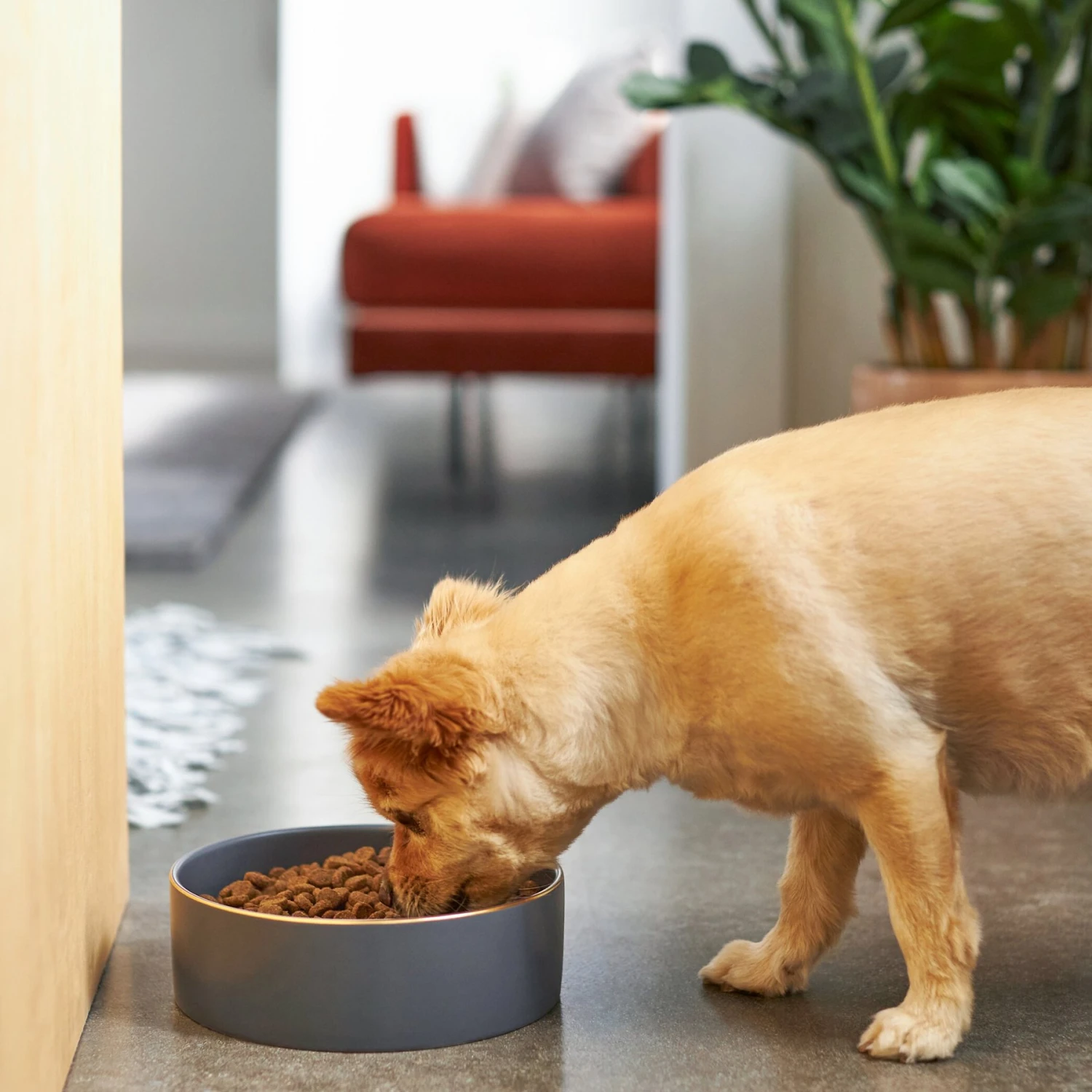 Frisco Modern Gold Rim Ceramic Dog & Cat Bowl - Image 3