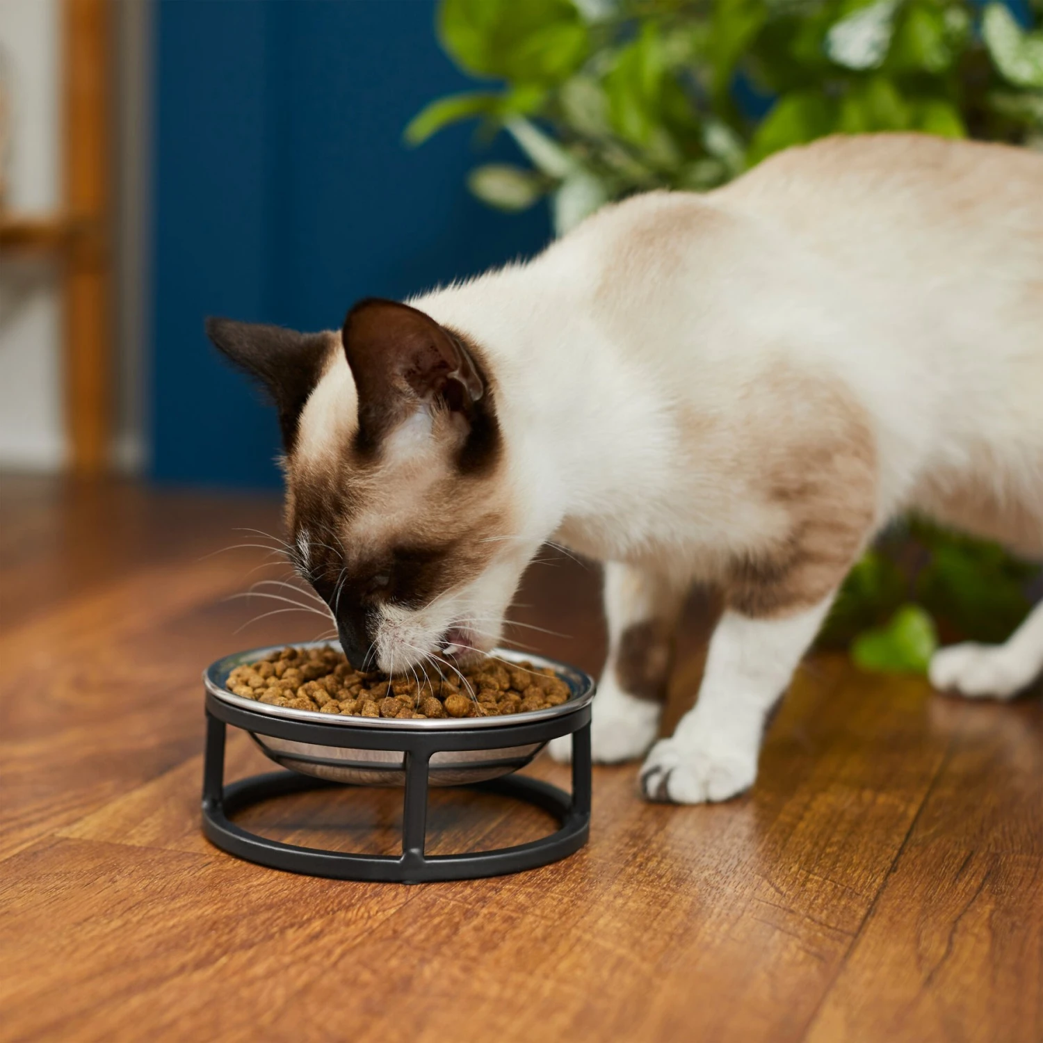 Frisco Elevated Stainless Steel Dish Cat Bowl, 1 Cup - Image 4