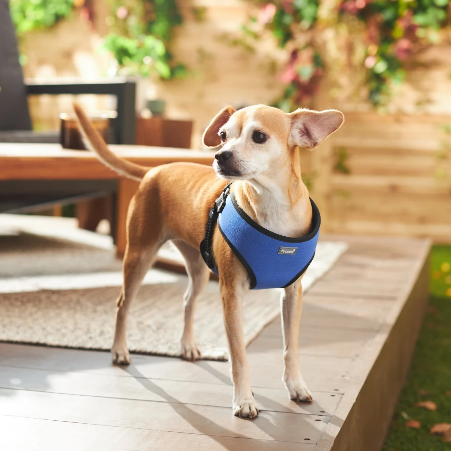 Frisco Padded Step-In Harness - Image 5