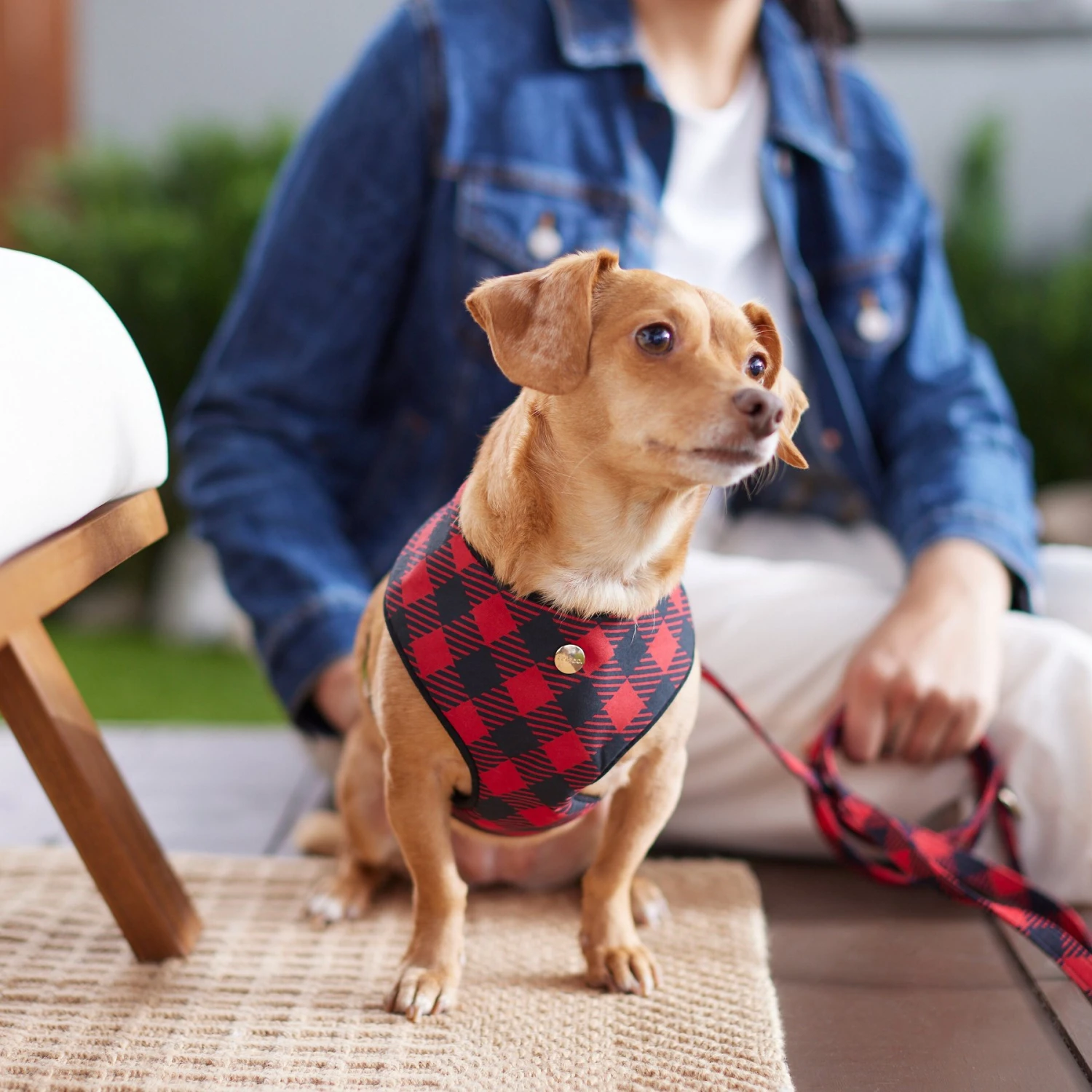 Frisco Fashion Over-The-Head Harness, Blue Plaid - Image 5