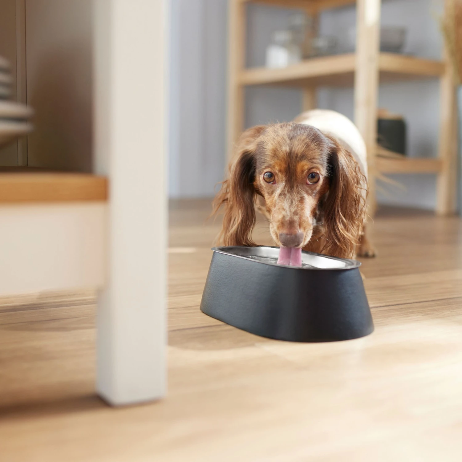 Frisco Long Eared Breed Stainless Steel Dog Bowl, Black, 2 Cup - Image 3