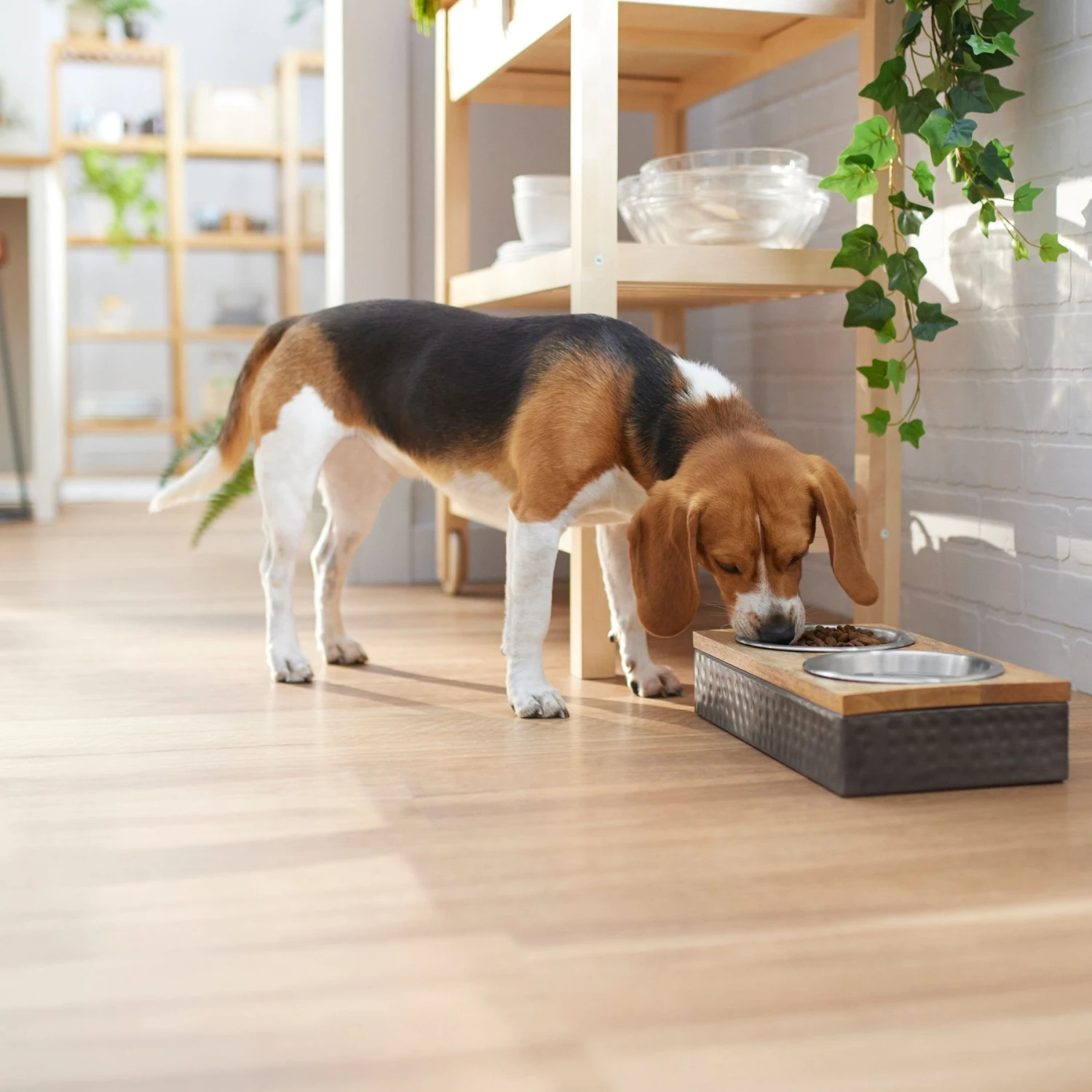 Frisco Premium Stainless Steel Double Diner Dog & Cat Bowl, Black - Image 3