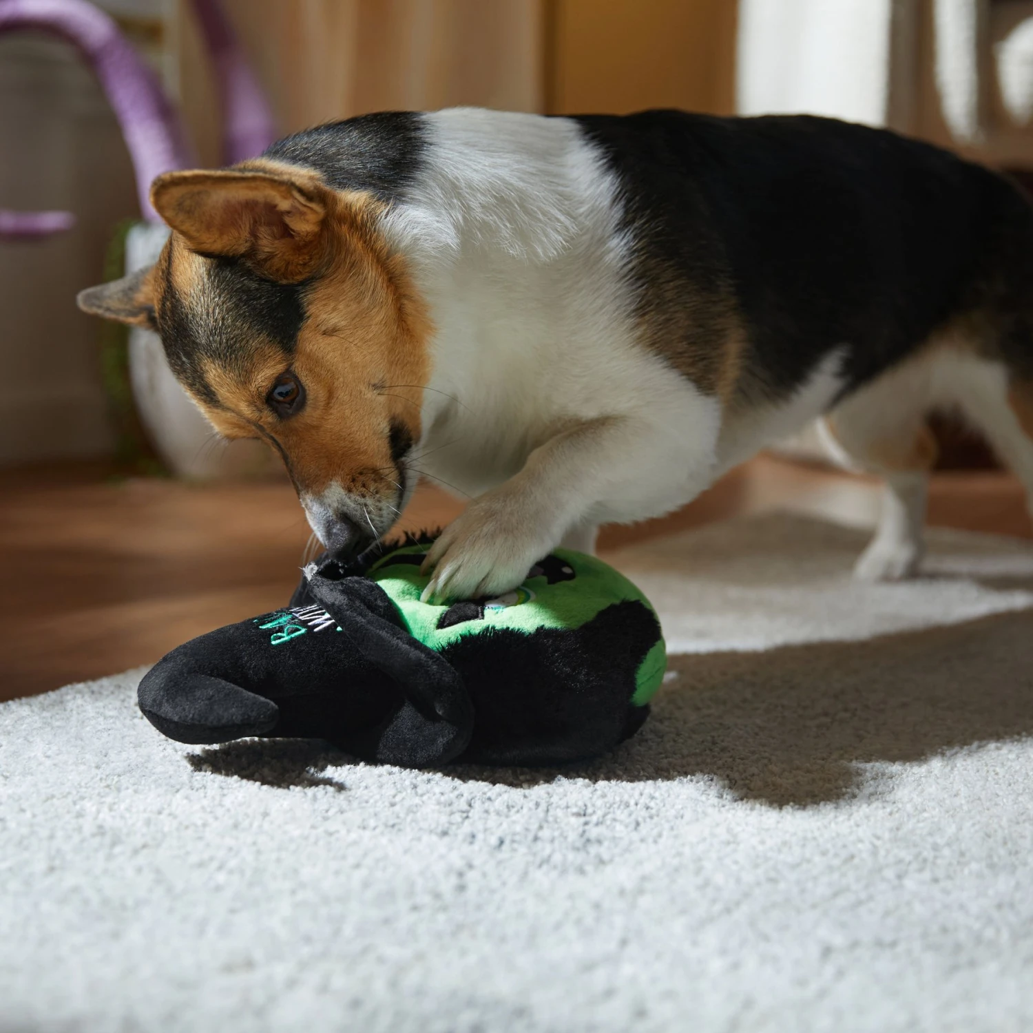 Frisco Halloween Bad Witch Round Plush Squeaky Dog Toy - Image 3