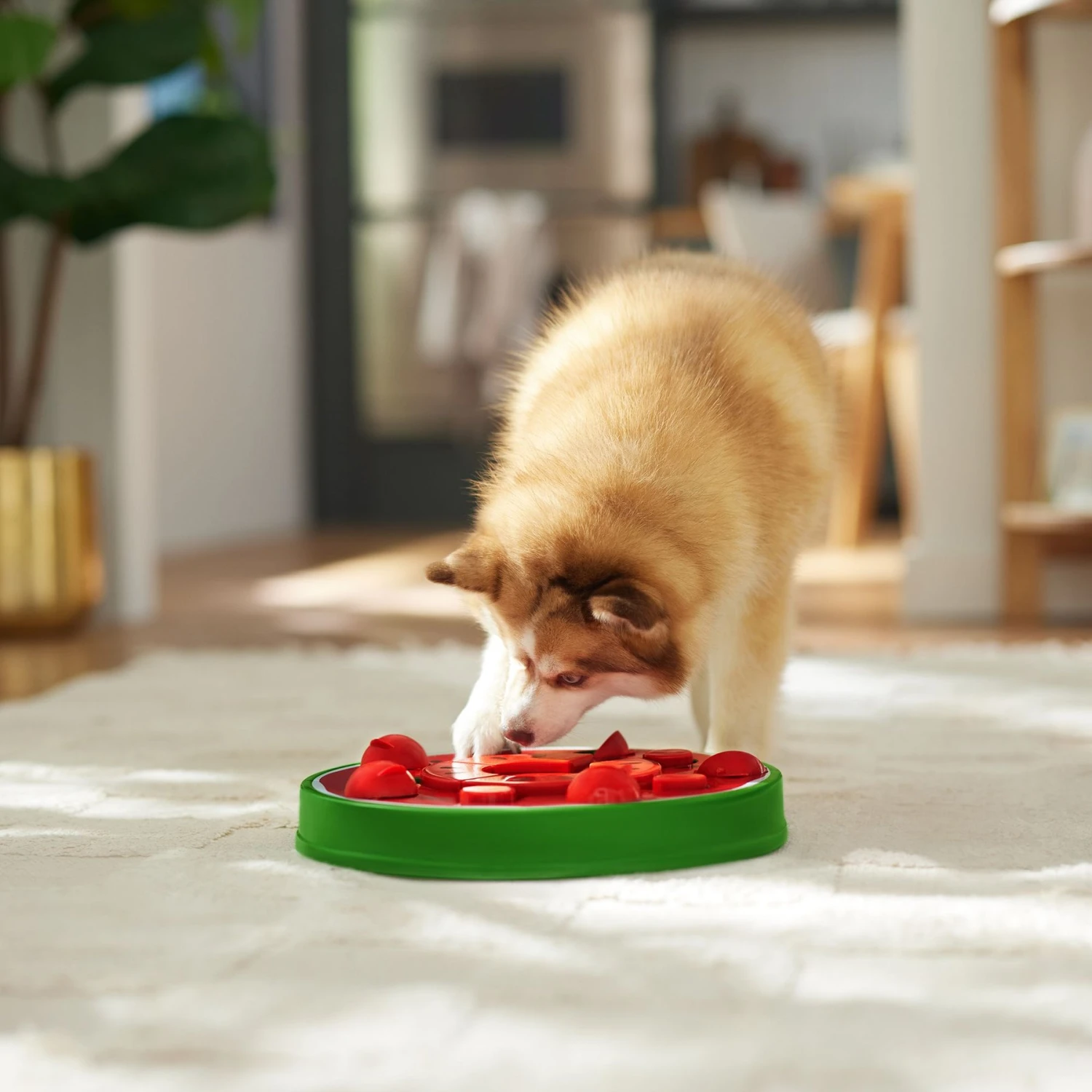 Frisco Watermelon Interactive Puzzle Dog Toy, Advanced - Image 6