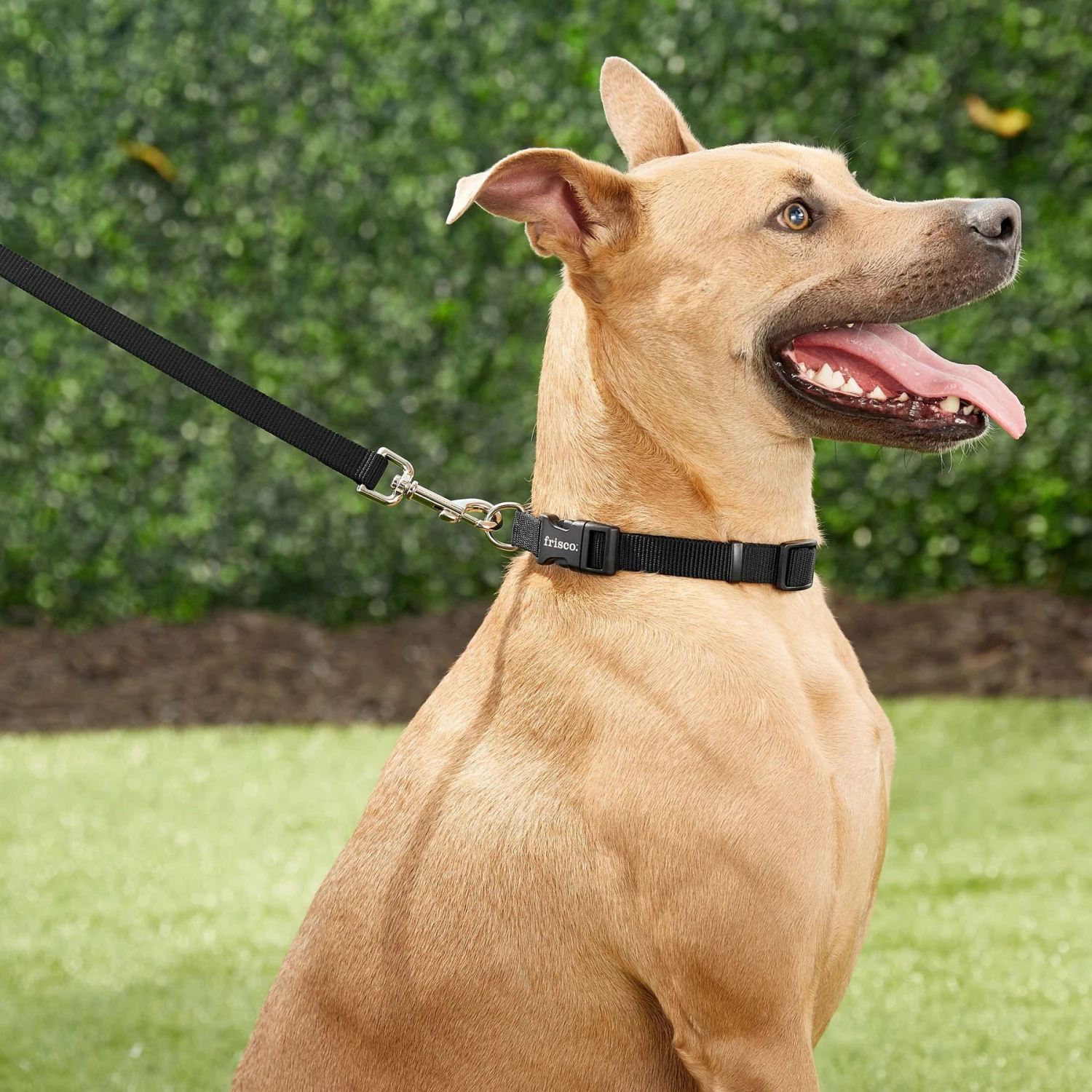 Frisco Orthopedic Pillow Cat & Dog Bed + 4 Items - Image 5