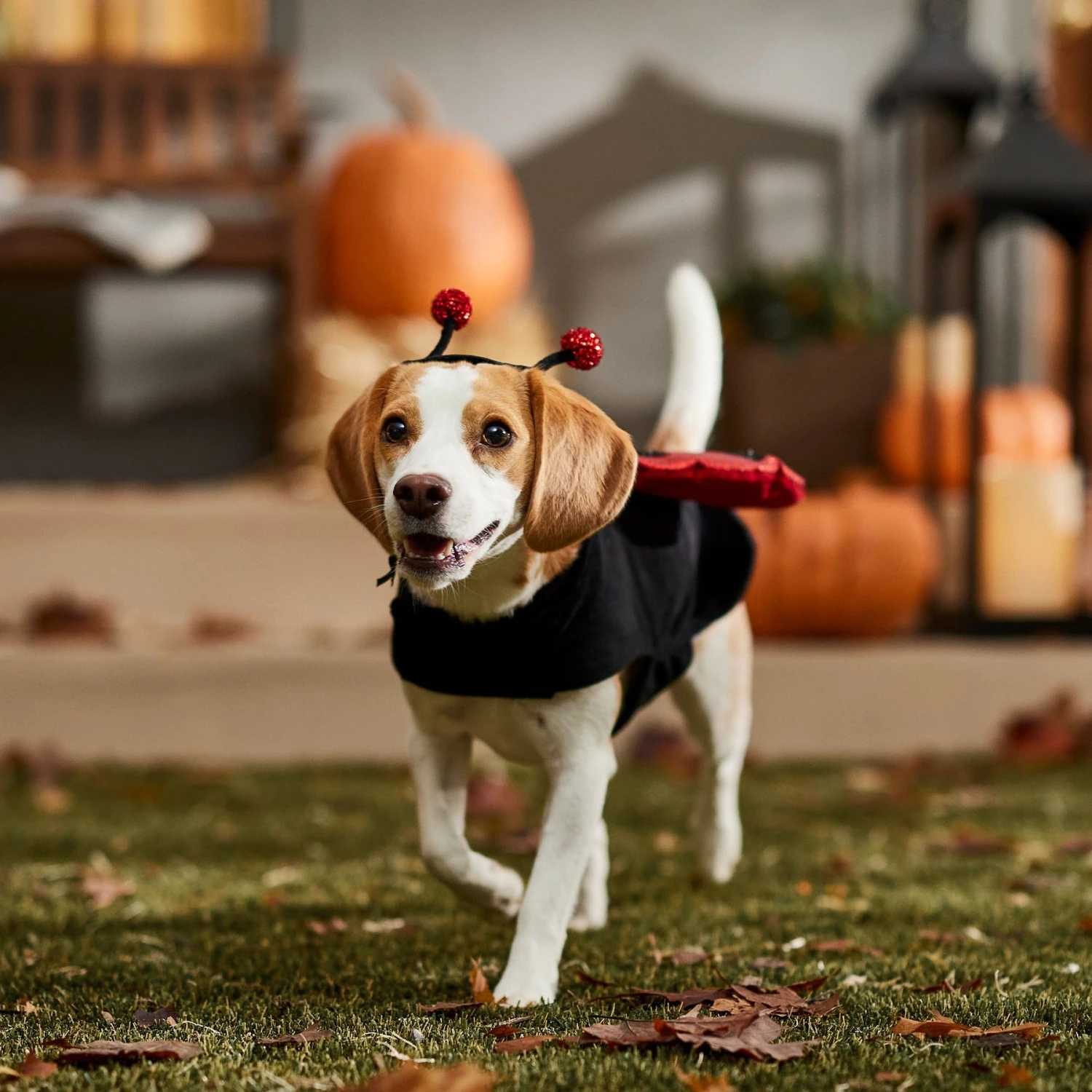 Frisco Glittered Ladybug Dog & Cat Costume - Image 8