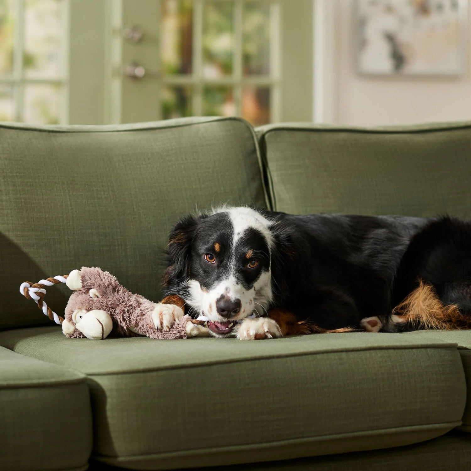 Frisco Fetch Colorful Ball Knot Rope Dog Toy & Frisco Monkey Plush With Rope Squeaky Dog Toy - Image 8