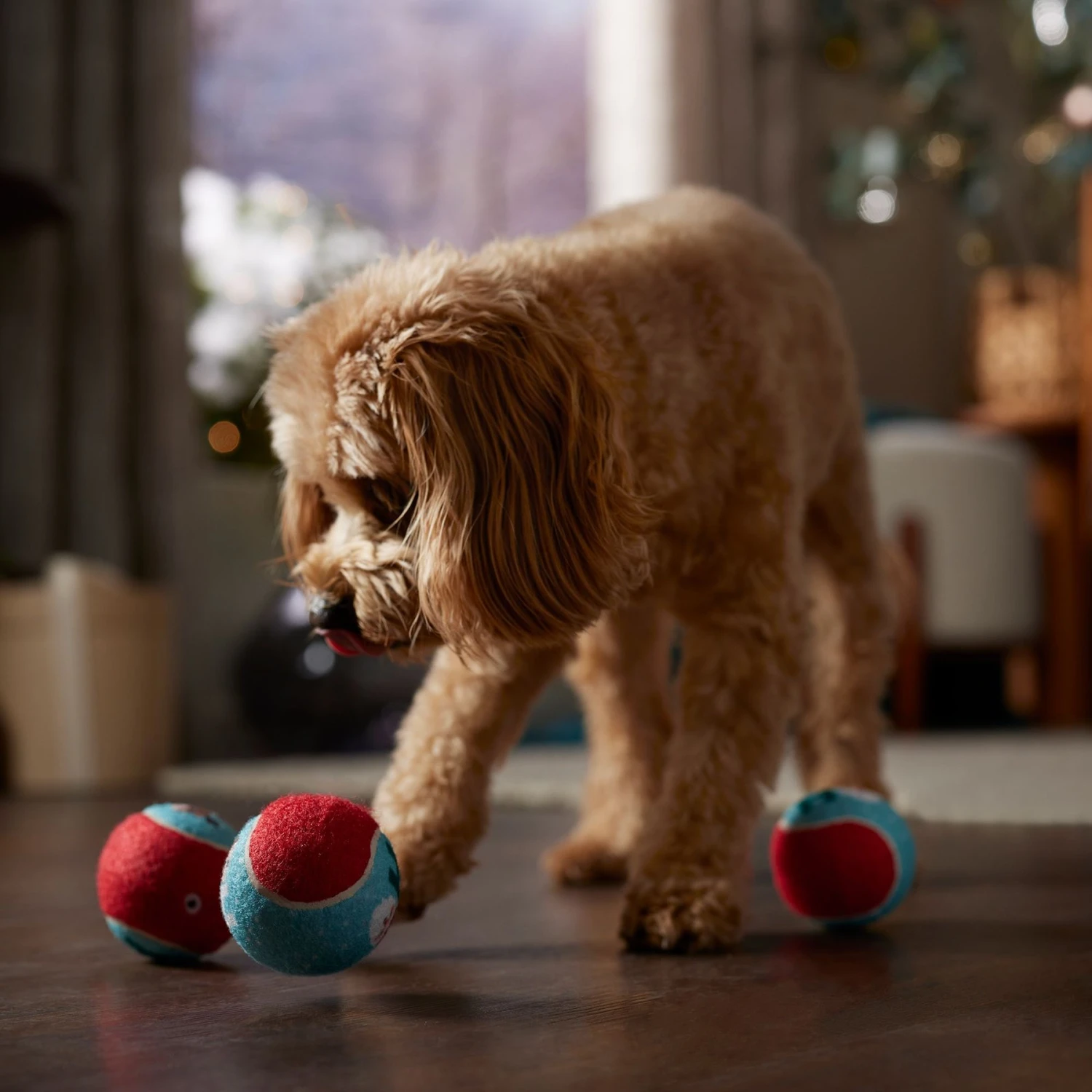 Frisco Holiday Santa's Helpers Plush Squeaky Dog Toy, 3 Count & Frisco Holiday Ho Ho Ho Fetch Squeaky Tennis Ball Dog Toy - Image 8
